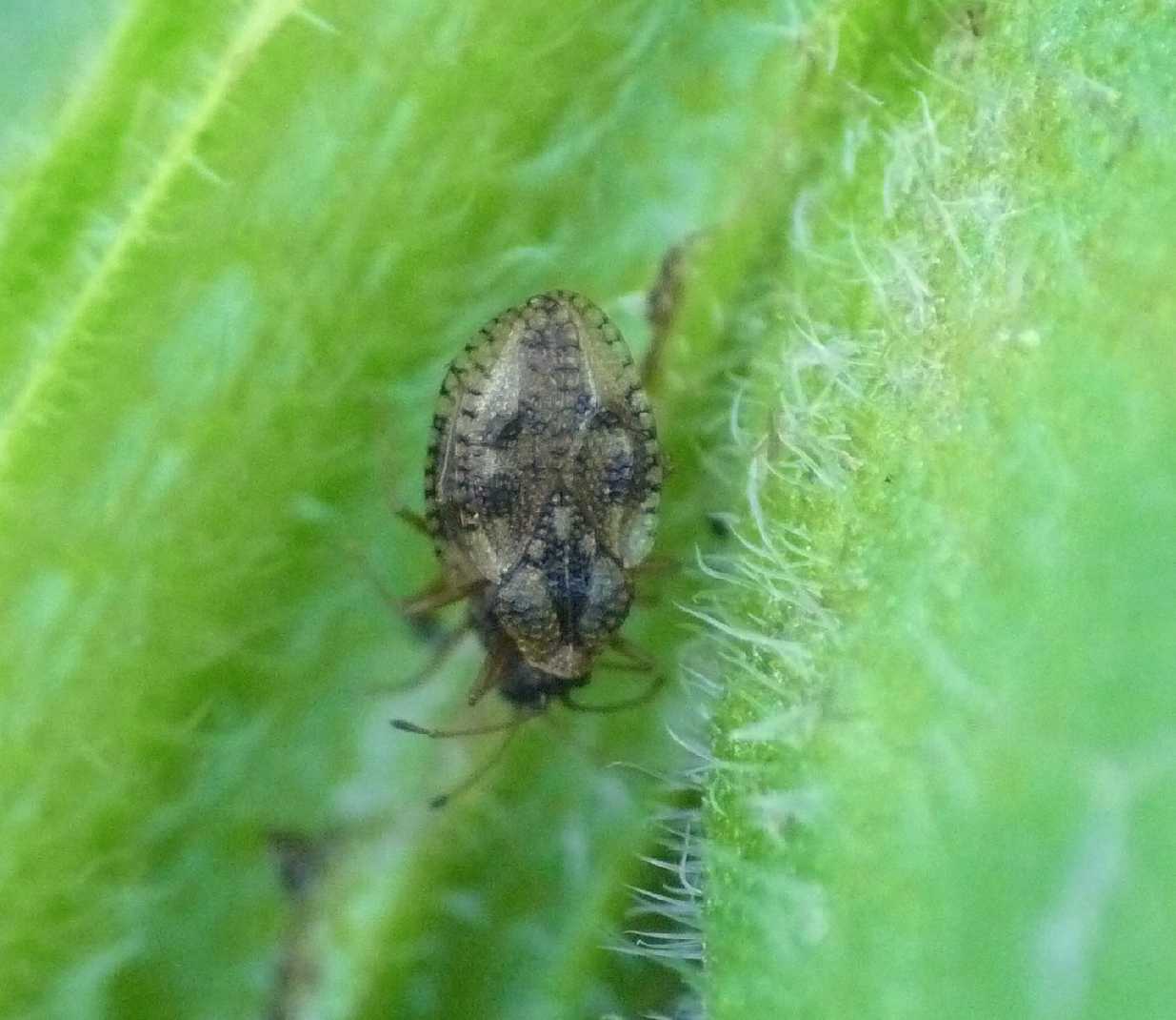 Piccoli Heteroptera?